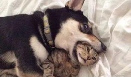 二狗爆料内部消息视频,内部消息视频深度解析